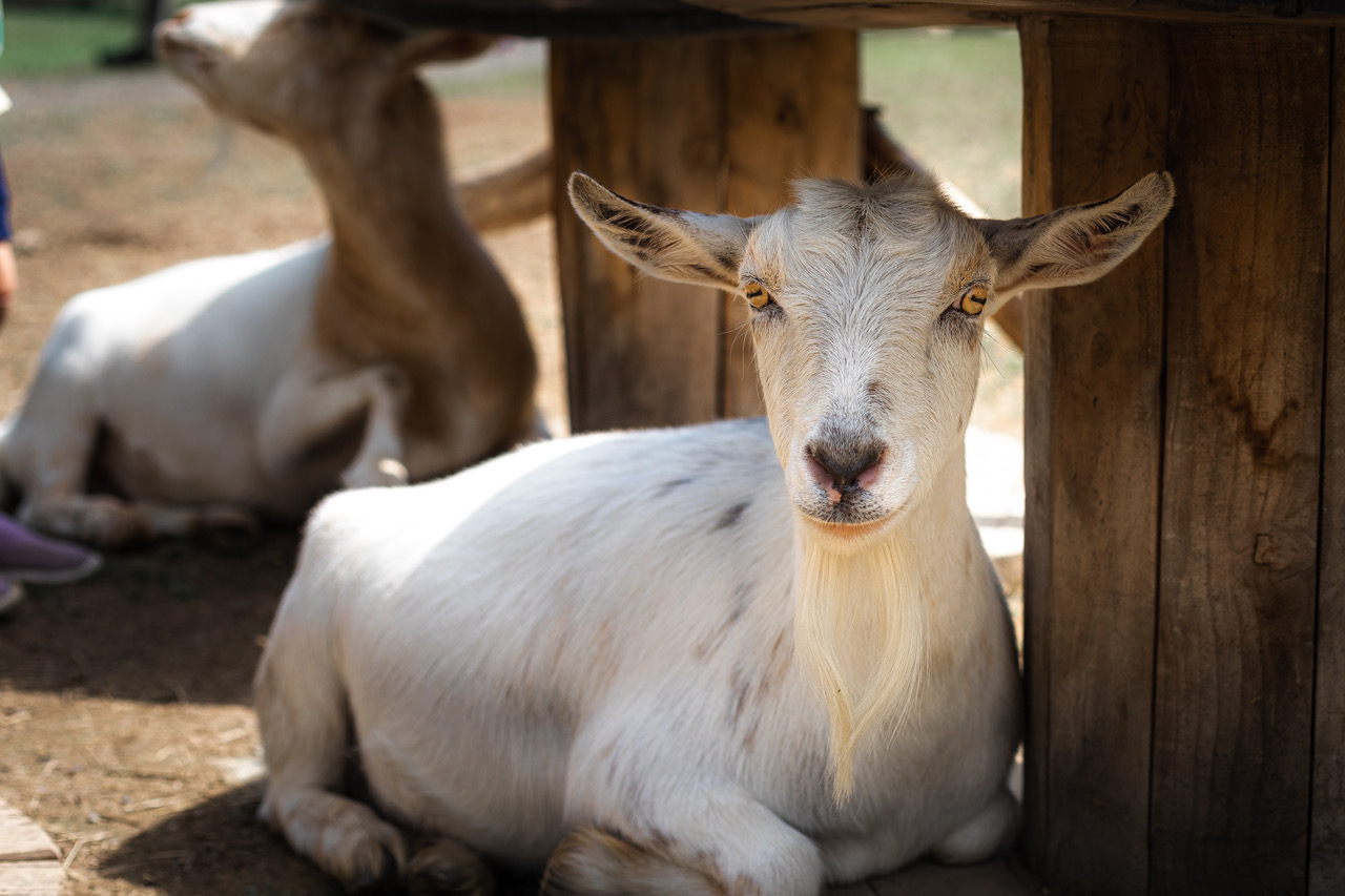 Photo of a Goat